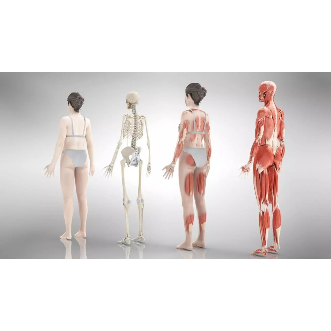 Female Musculoskeletal System 3D Model – Low-Poly PBR Medical Asset - View 6