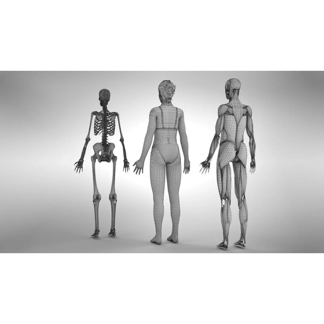 Female Musculoskeletal System 3D Model – Low-Poly PBR Medical Asset - View 7