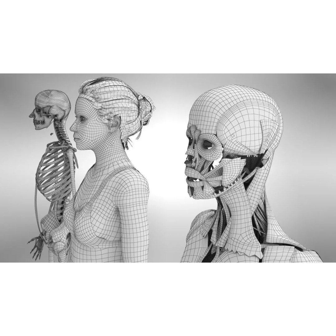 Female Musculoskeletal System 3D Model – Low-Poly PBR Medical Asset - View 8