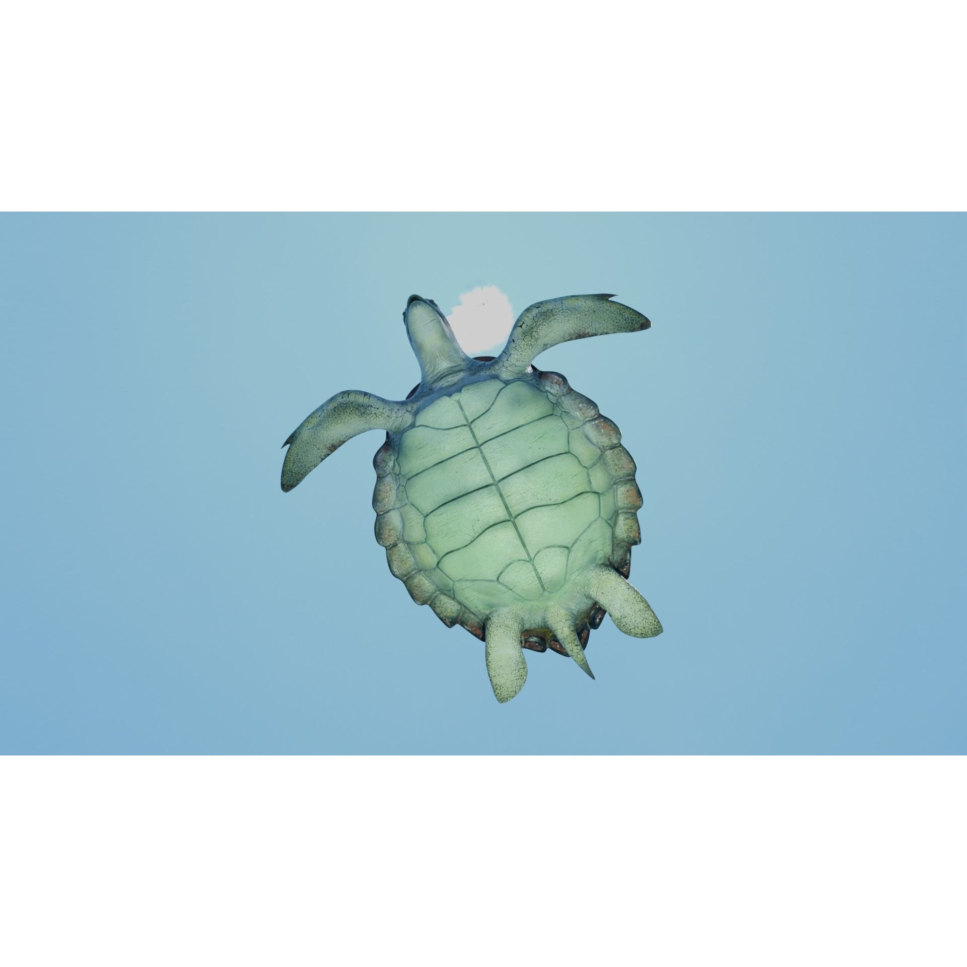 Sea Turtle - Low-Poly Game-Ready 3D Model - View 10