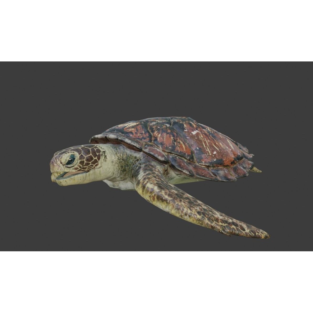 Sea Turtle - Low-Poly Game-Ready 3D Model - View 11