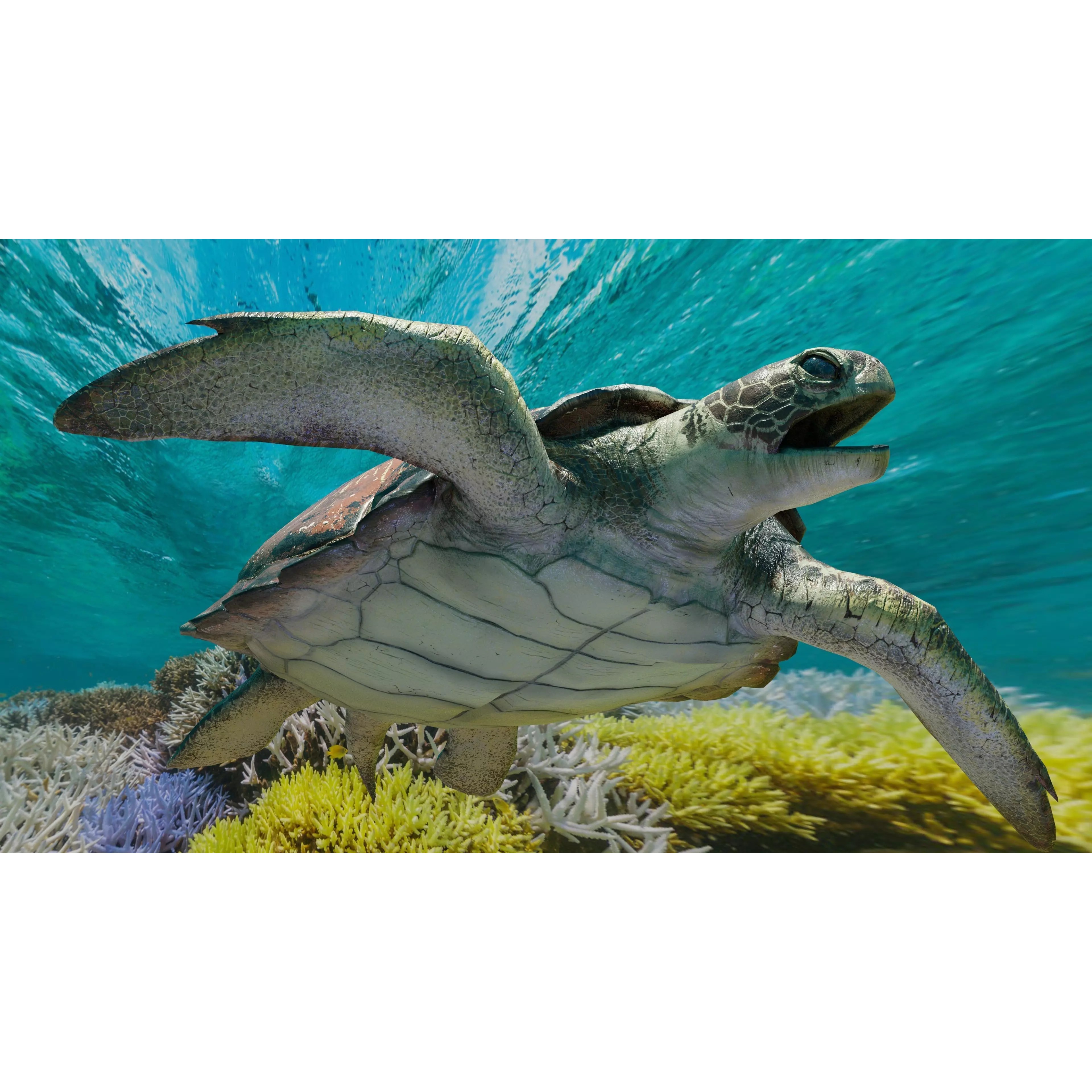 Sea Turtle - Low-Poly Game-Ready 3D Model - View 2