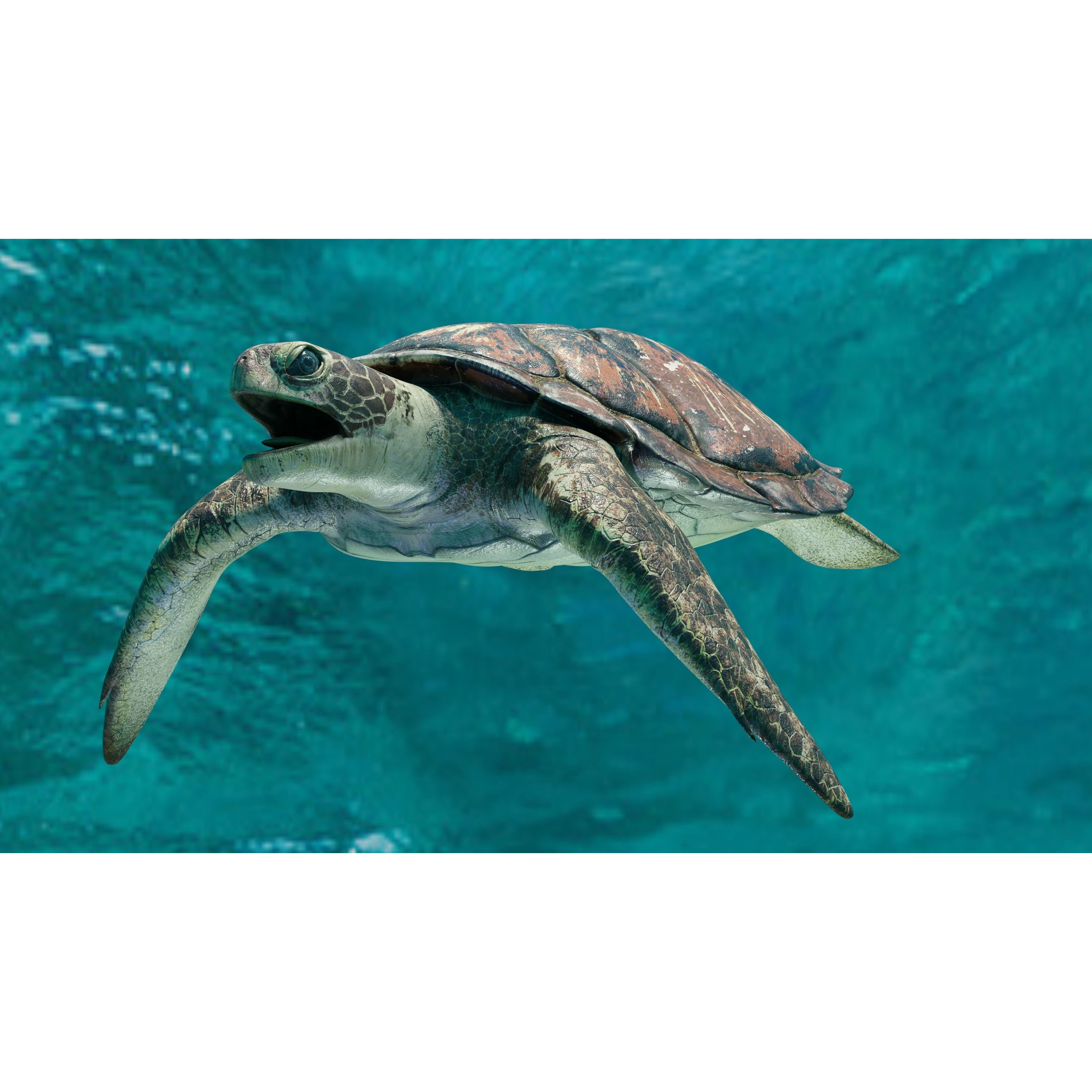 Sea Turtle - Low-Poly Game-Ready 3D Model - View 6