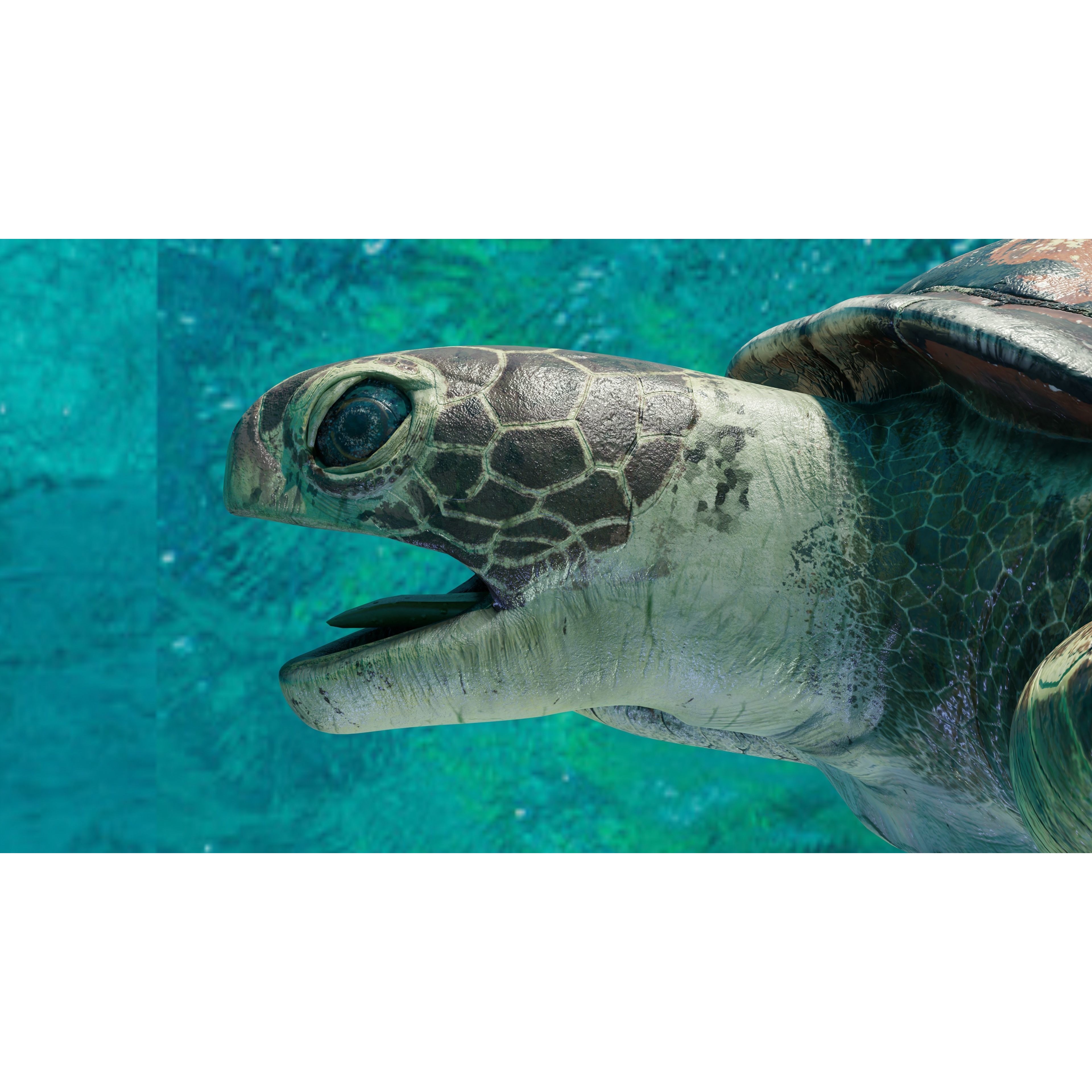 Sea Turtle - Low-Poly Game-Ready 3D Model - View 7