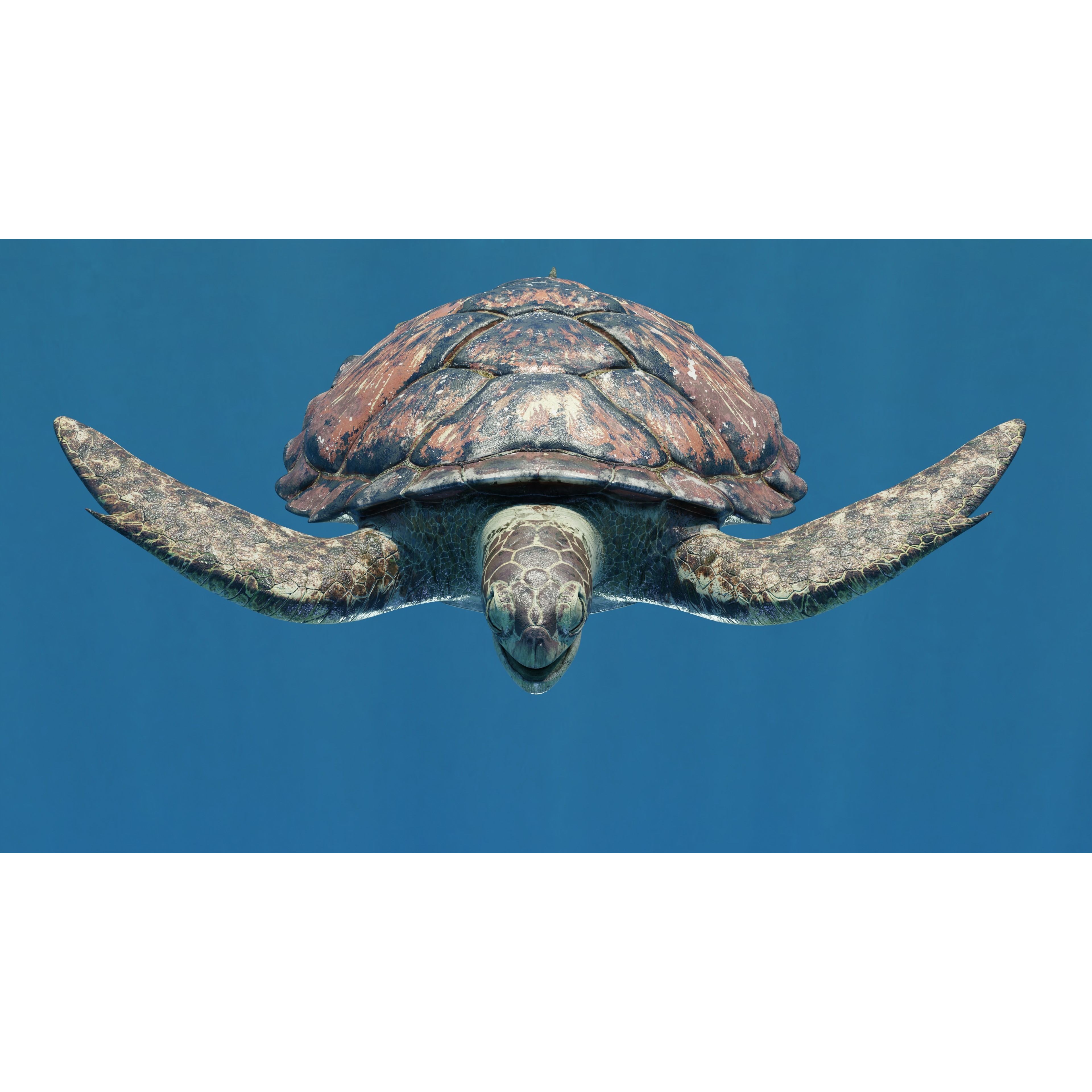 Sea Turtle - Low-Poly Game-Ready 3D Model - View 8