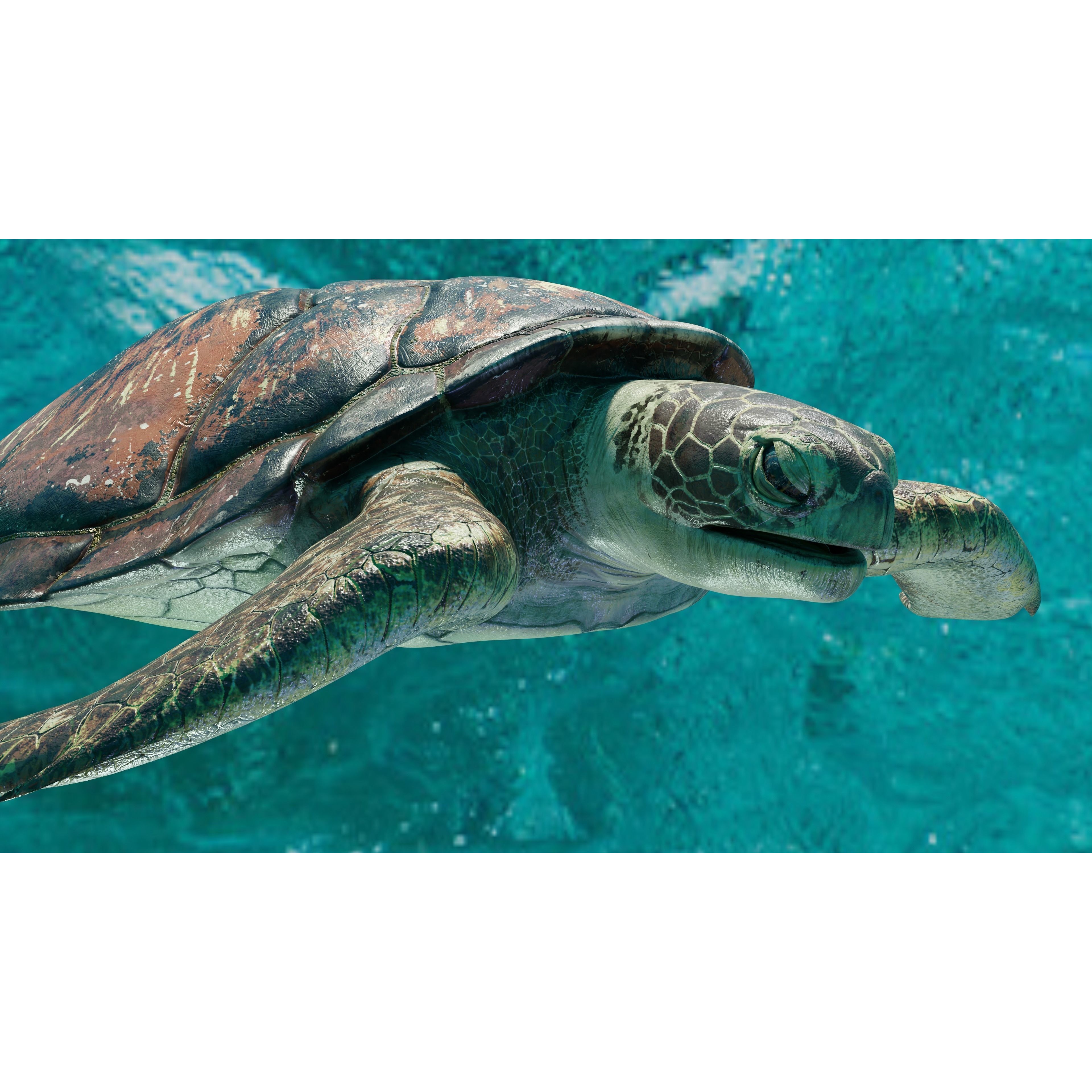 Sea Turtle - Low-Poly Game-Ready 3D Model - View 9