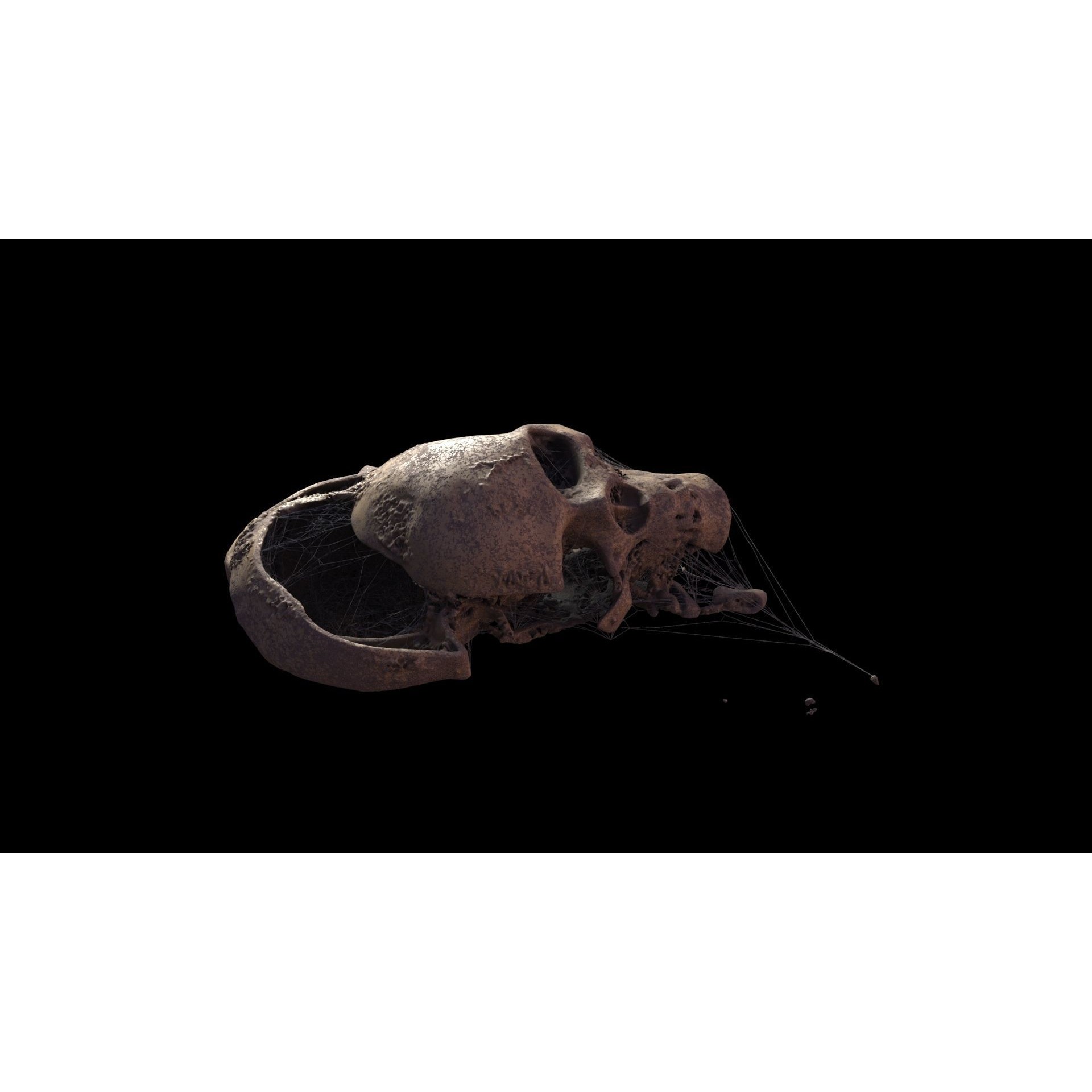 Broken Skulls with Spider Webs - Game-Ready 3D Model - View 22