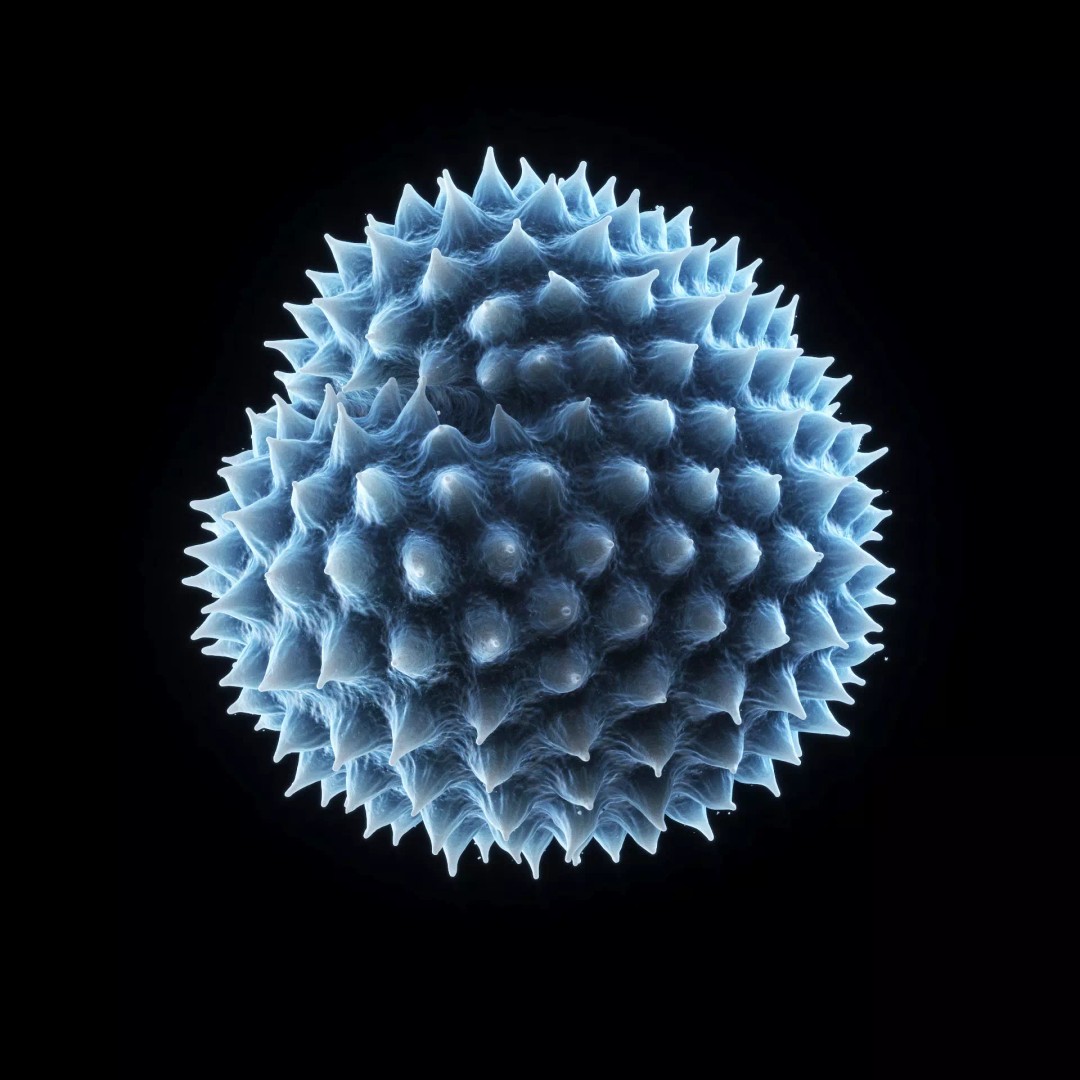 Ragweed Pollen Particle 3D Model – High-Resolution Scientific Visualization, PBR - View 11
