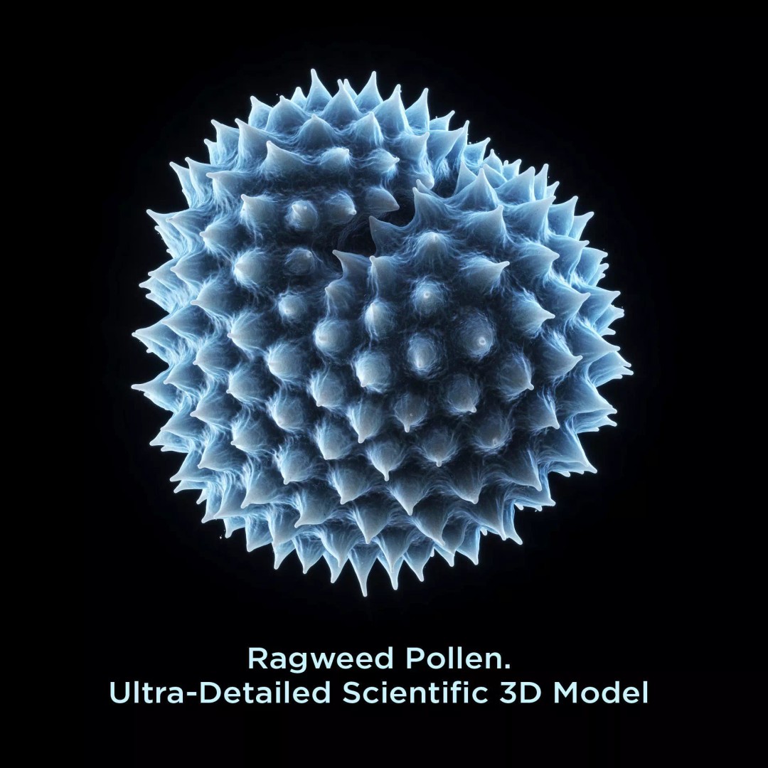 Ragweed Pollen Particle 3D Model – High-Resolution Scientific Visualization, PBR - View 2