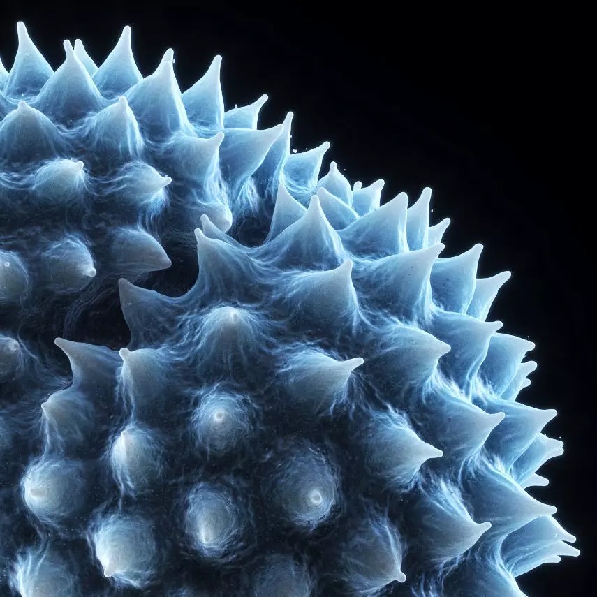 Ragweed Pollen Particle 3D Model – High-Resolution Scientific Visualization, PBR - View 3