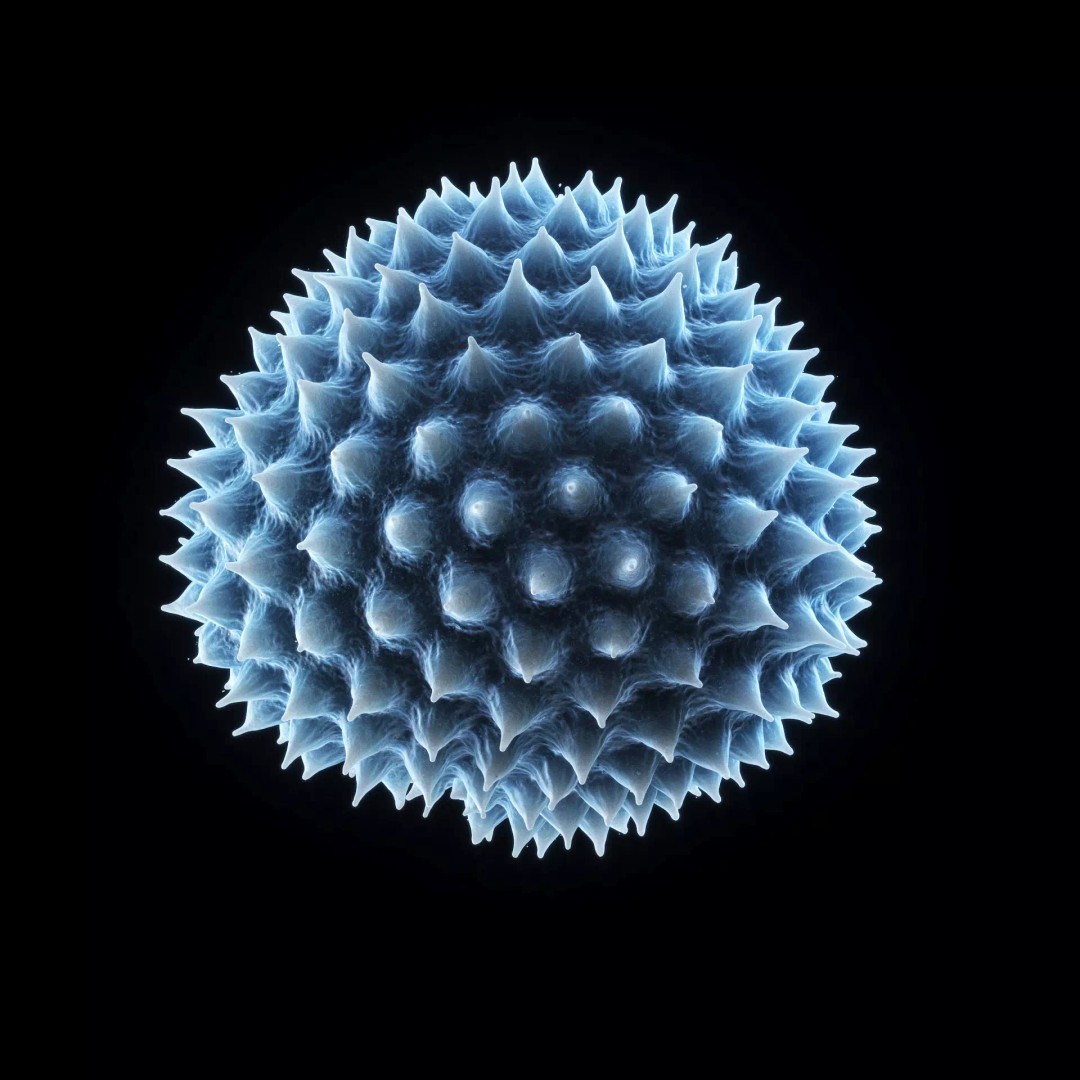 Ragweed Pollen Particle 3D Model – High-Resolution Scientific Visualization, PBR - View 7