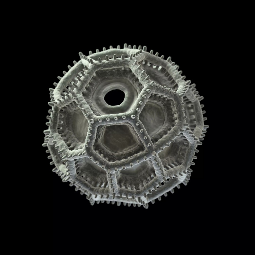 Vernonieae Pollen Grain 3D Model – High-Detail Scientific Visualization, OBJ