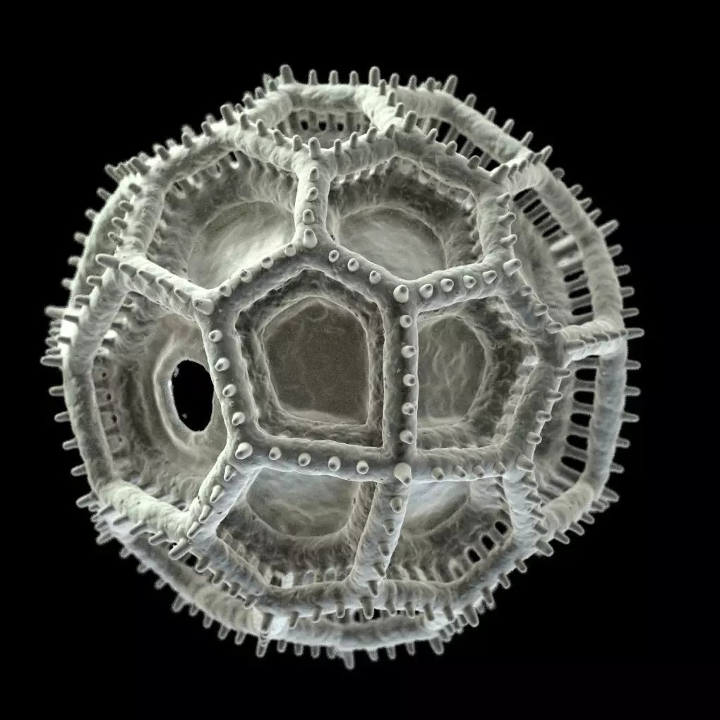 Vernonieae Pollen Grain 3D Model – High-Detail Scientific Visualization, OBJ - View 2