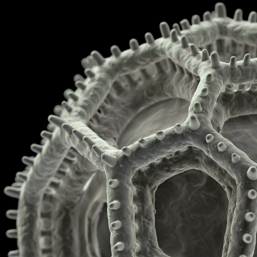 Vernonieae Pollen Grain 3D Model – High-Detail Scientific Visualization, OBJ - View 3