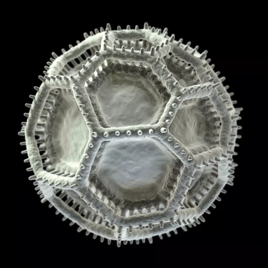 Vernonieae Pollen Grain 3D Model – High-Detail Scientific Visualization, OBJ - View 4