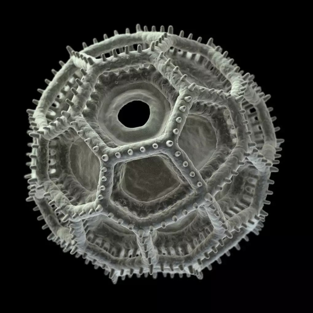 Vernonieae Pollen Grain 3D Model – High-Detail Scientific Visualization, OBJ - View 5