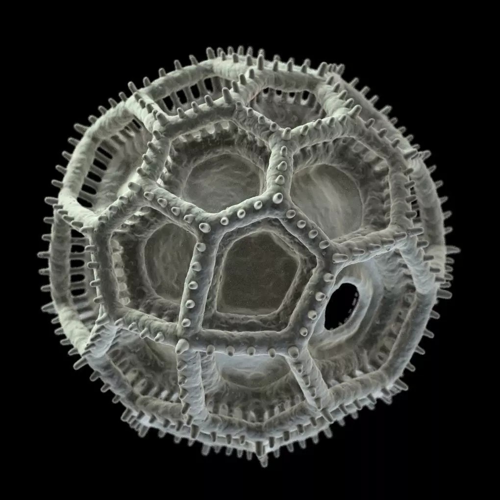 Vernonieae Pollen Grain 3D Model – High-Detail Scientific Visualization, OBJ - View 6