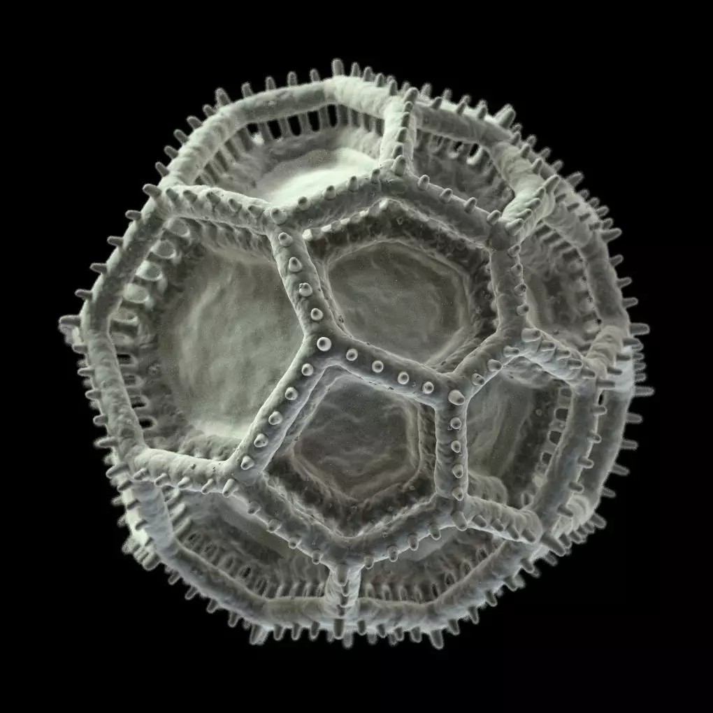 Vernonieae Pollen Grain 3D Model – High-Detail Scientific Visualization, OBJ - View 7