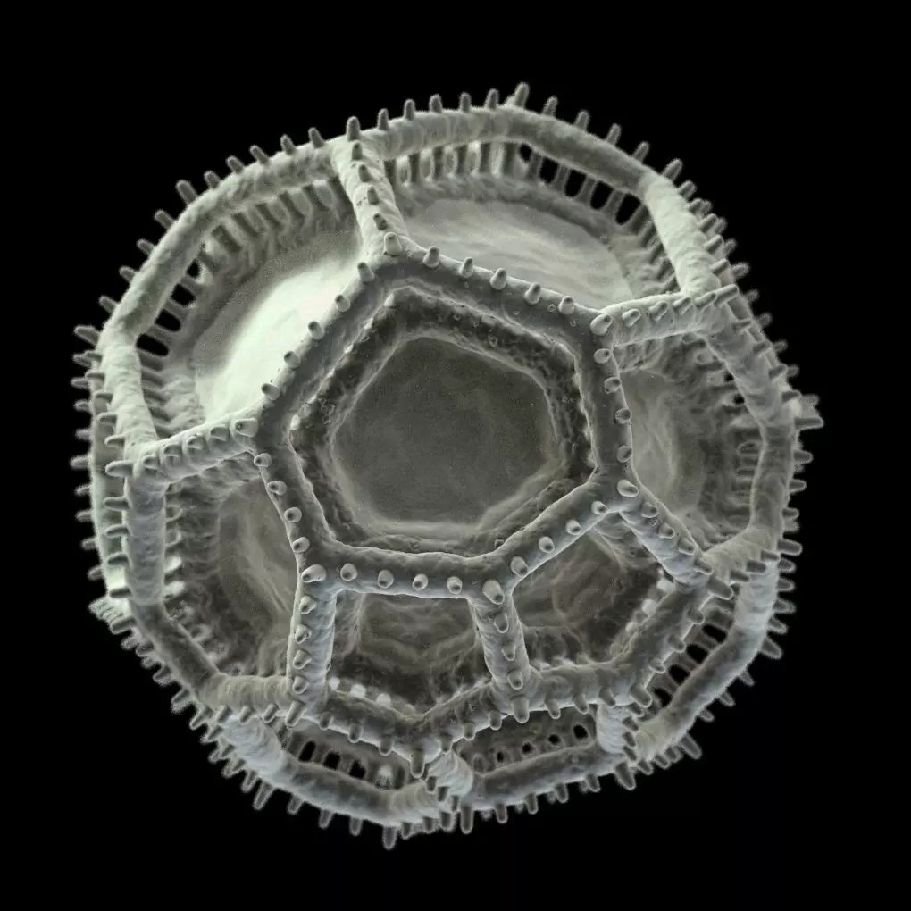 Vernonieae Pollen Grain 3D Model – High-Detail Scientific Visualization, OBJ - View 8