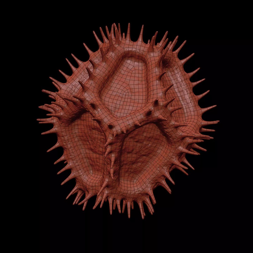 Chicory Pollen 3D Model – SEM-Style Scientific Visualization, PBR Textures