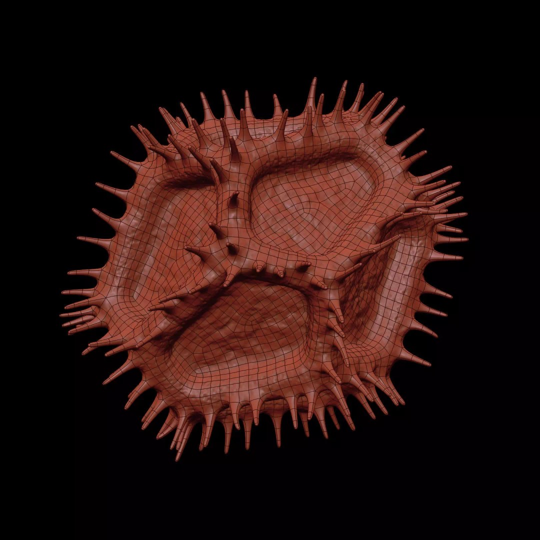 Chicory Pollen 3D Model – SEM-Style Scientific Visualization, PBR Textures - View 11