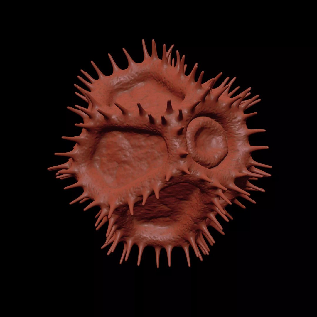 Chicory Pollen 3D Model – SEM-Style Scientific Visualization, PBR Textures - View 12