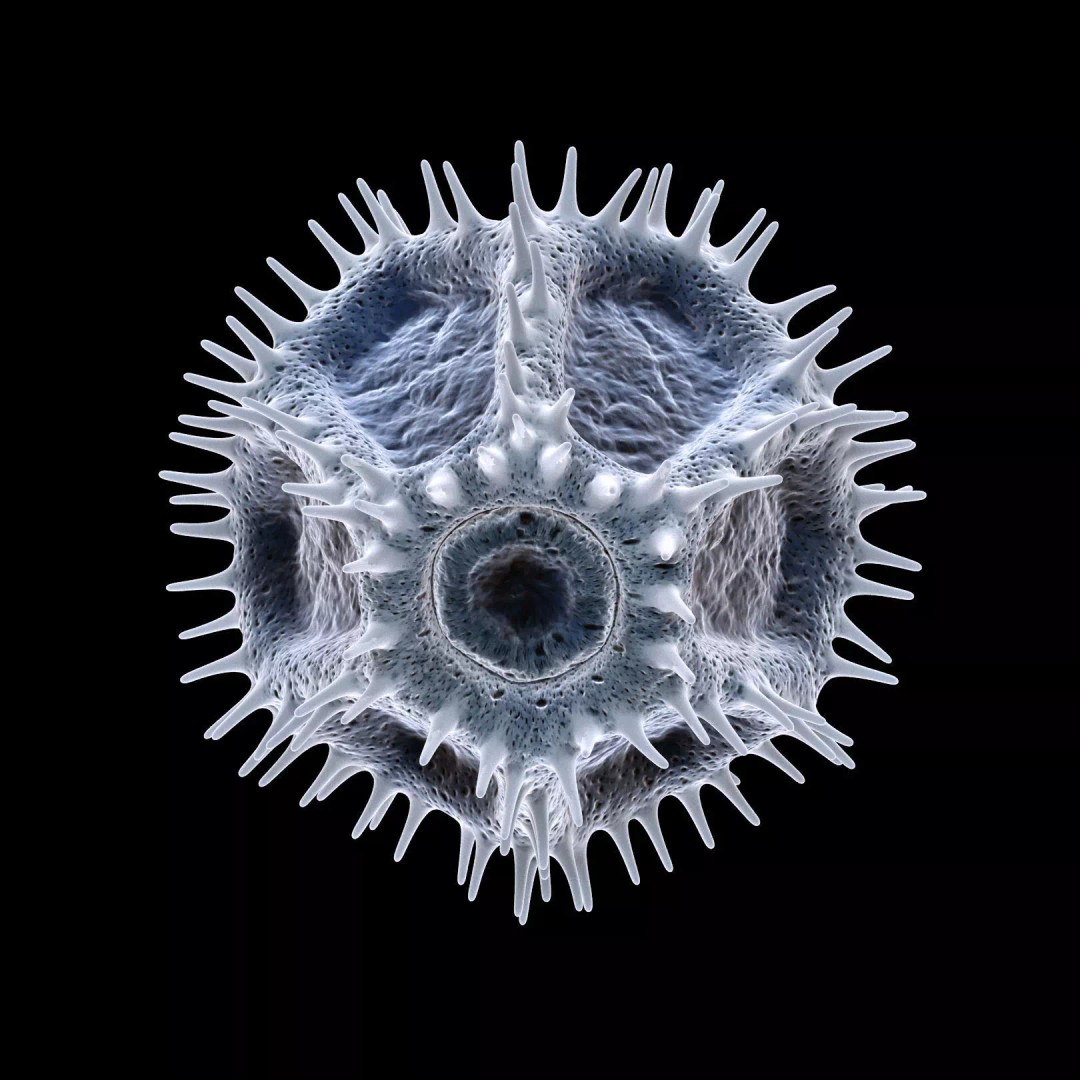 Chicory Pollen 3D Model – SEM-Style Scientific Visualization, PBR Textures - View 15