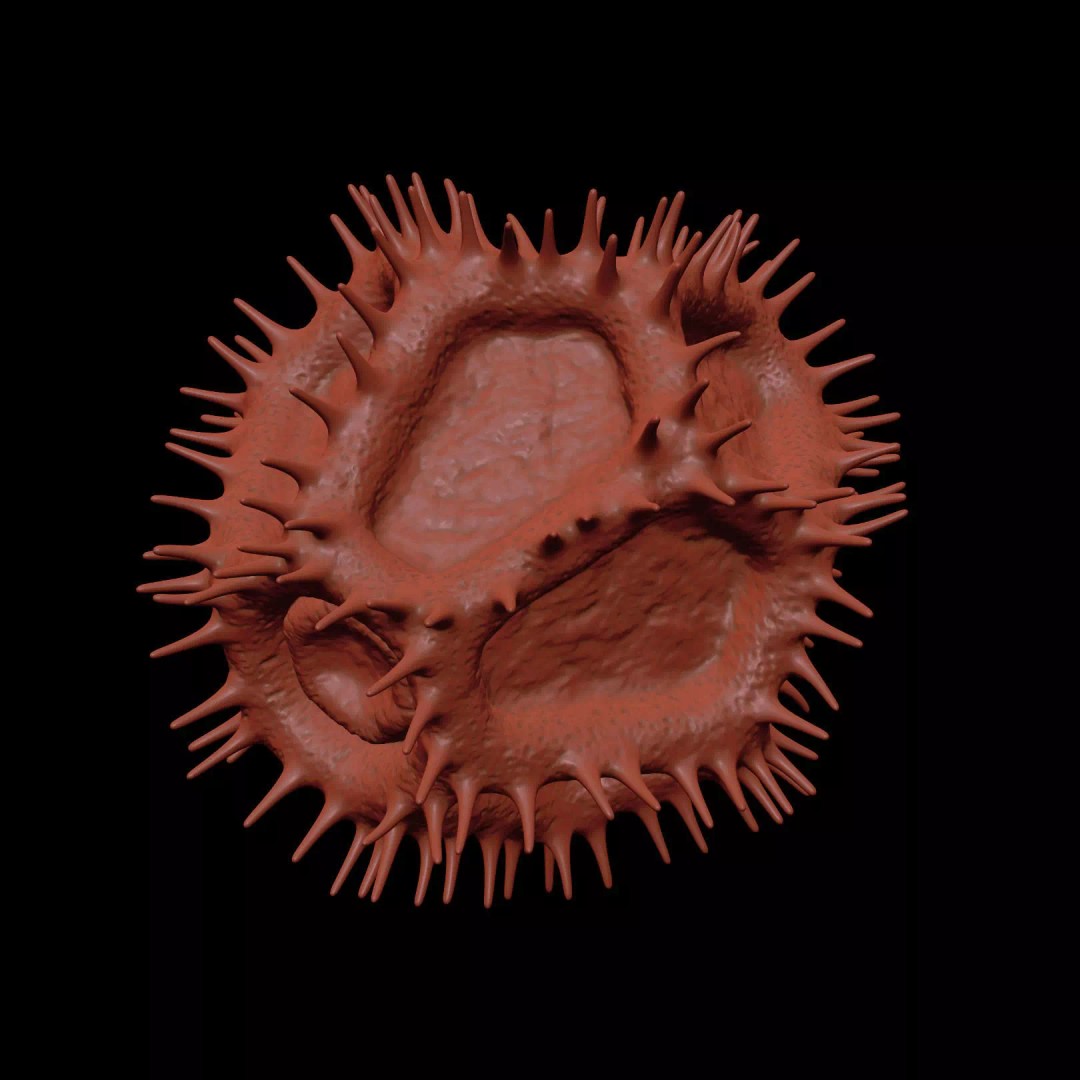 Chicory Pollen 3D Model – SEM-Style Scientific Visualization, PBR Textures - View 16