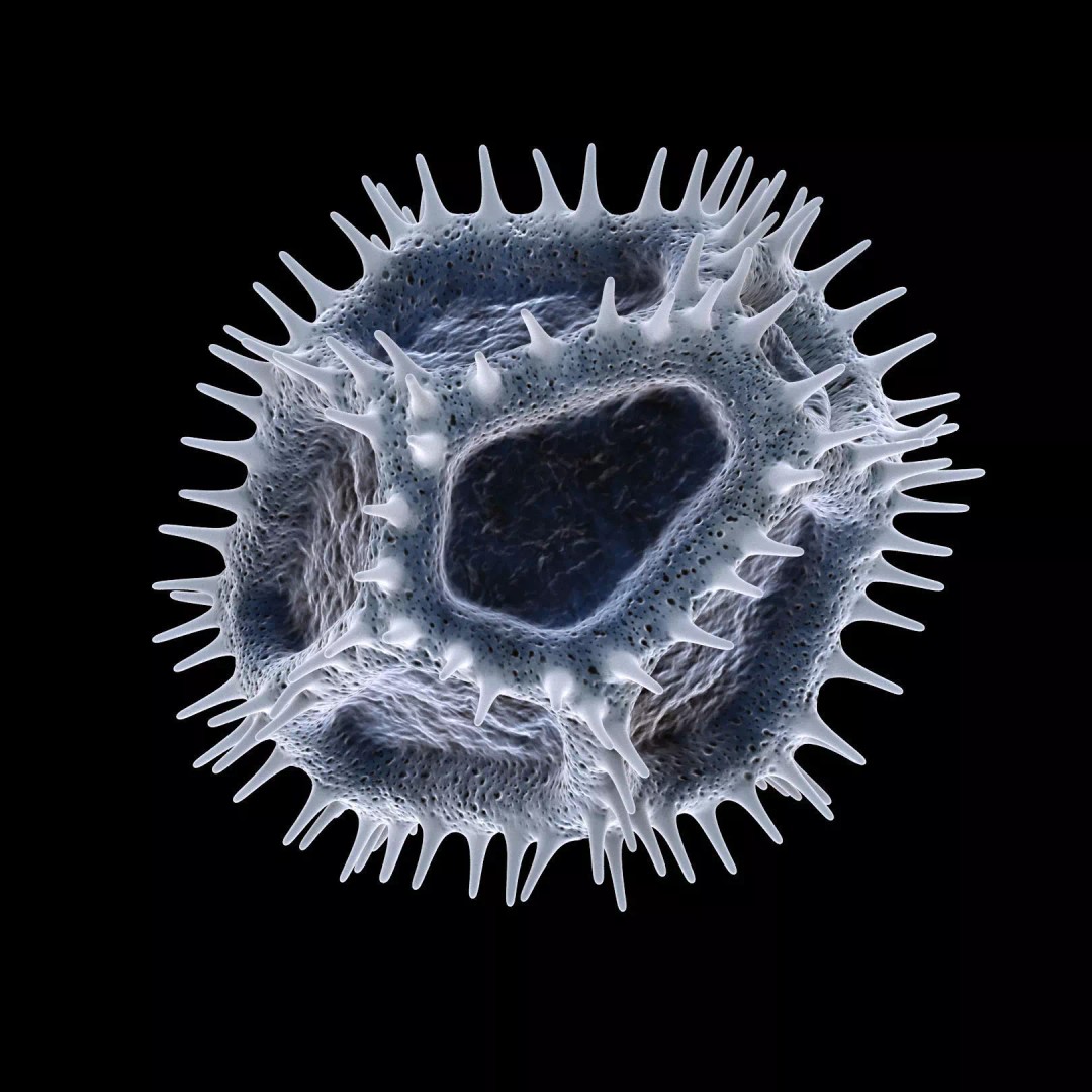Chicory Pollen 3D Model – SEM-Style Scientific Visualization, PBR Textures - View 17