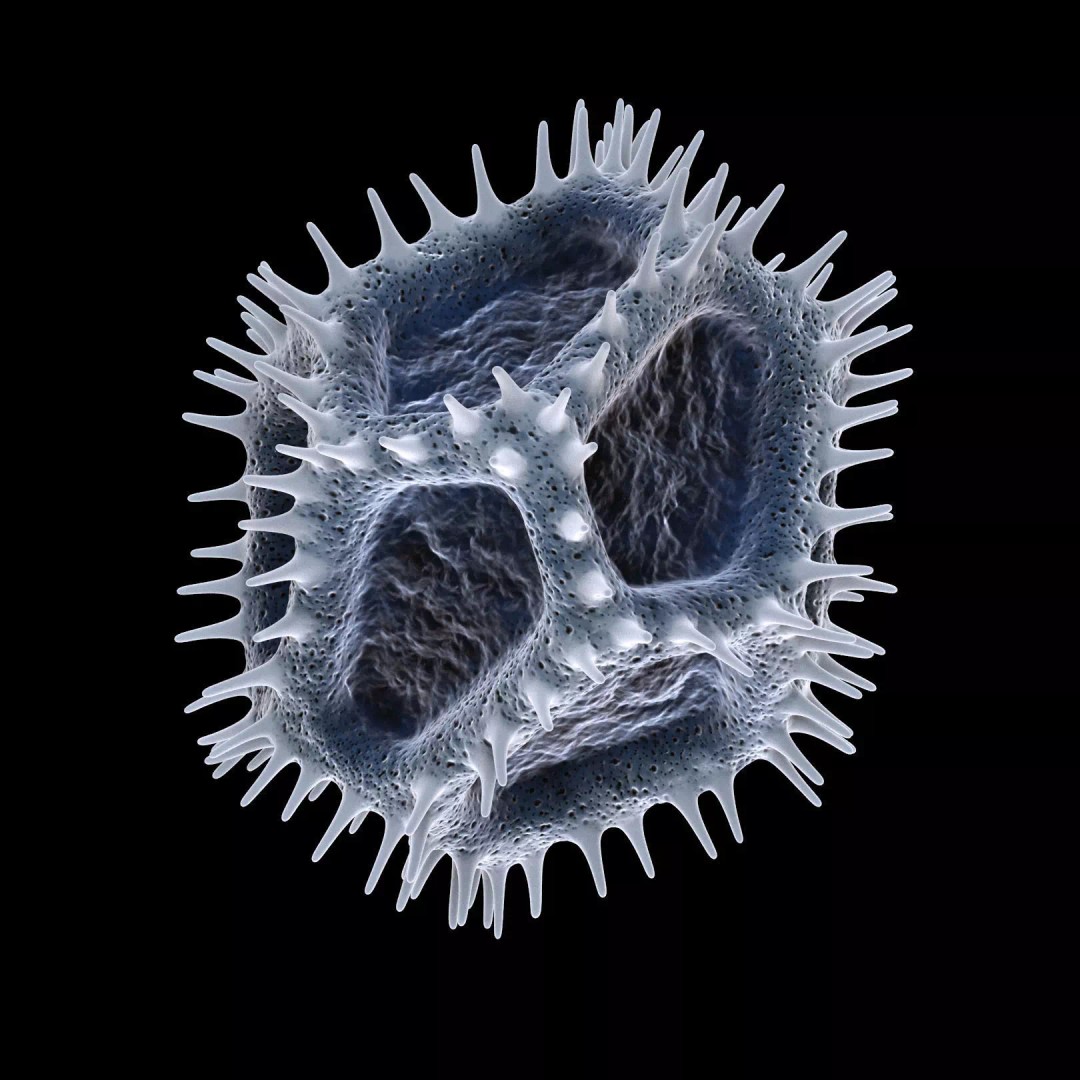 Chicory Pollen 3D Model – SEM-Style Scientific Visualization, PBR Textures - View 19