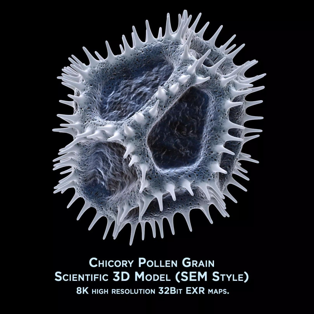 Chicory Pollen 3D Model – SEM-Style Scientific Visualization, PBR Textures - View 2
