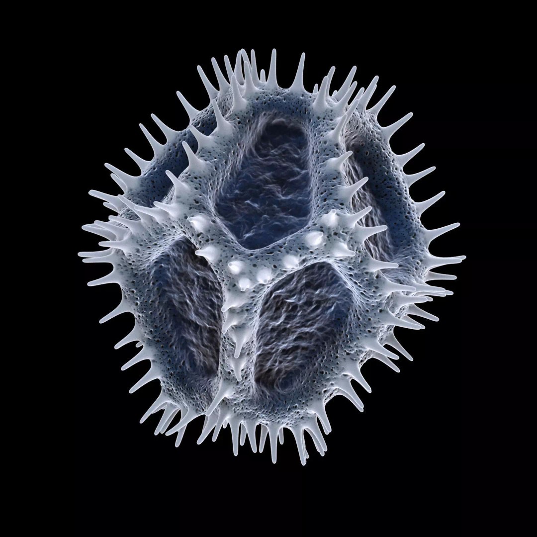 Chicory Pollen 3D Model – SEM-Style Scientific Visualization, PBR Textures - View 21