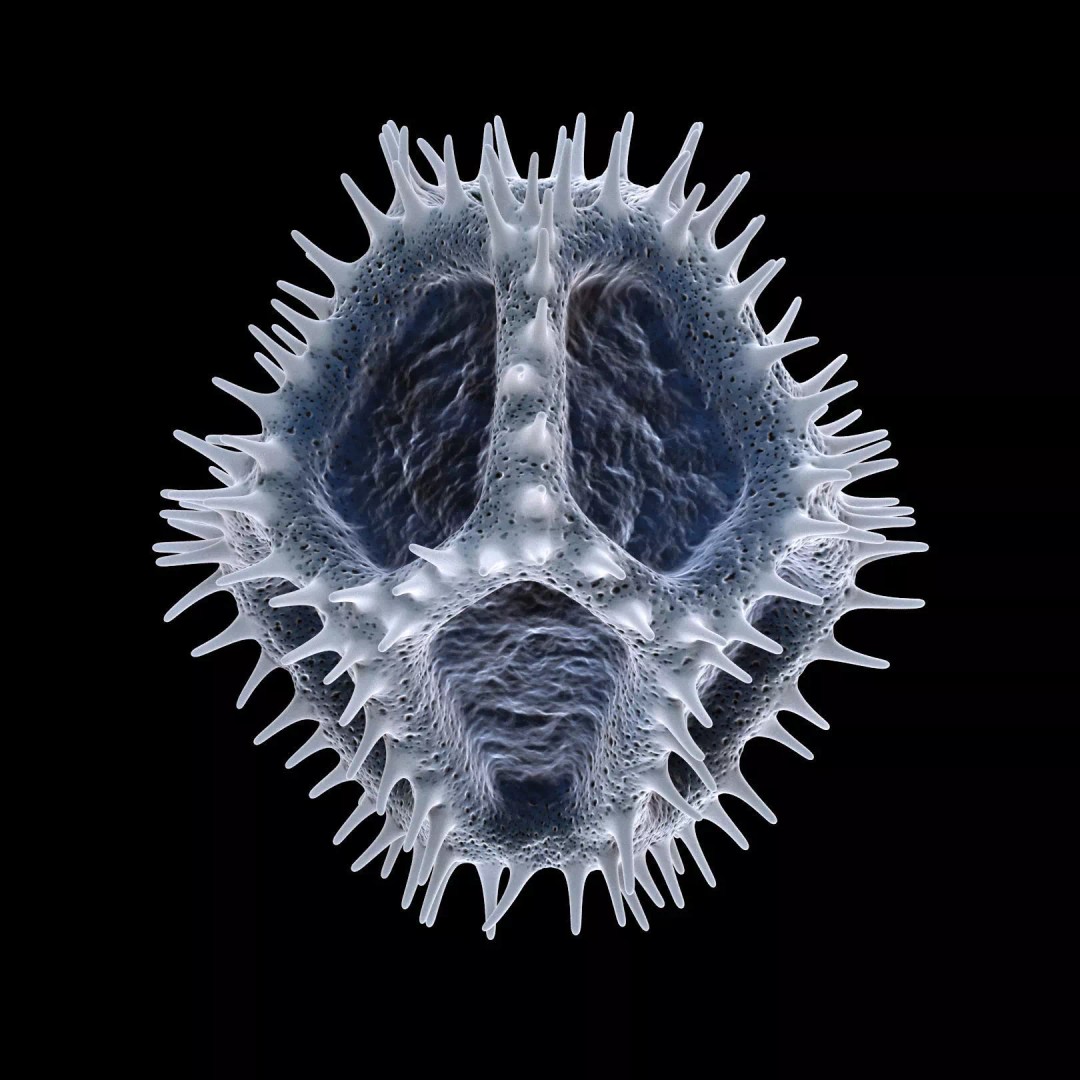 Chicory Pollen 3D Model – SEM-Style Scientific Visualization, PBR Textures - View 23