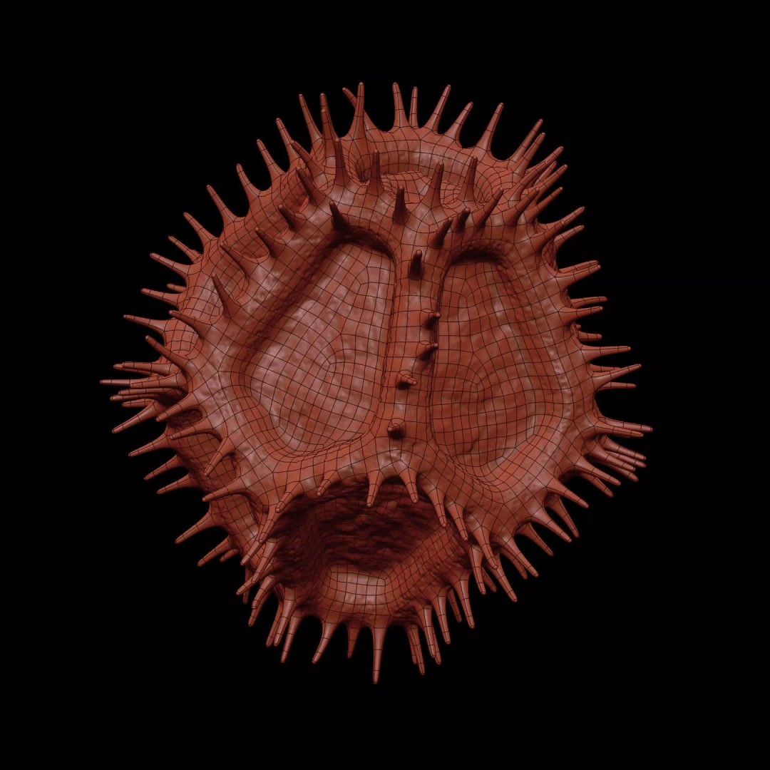 Chicory Pollen 3D Model – SEM-Style Scientific Visualization, PBR Textures - View 24