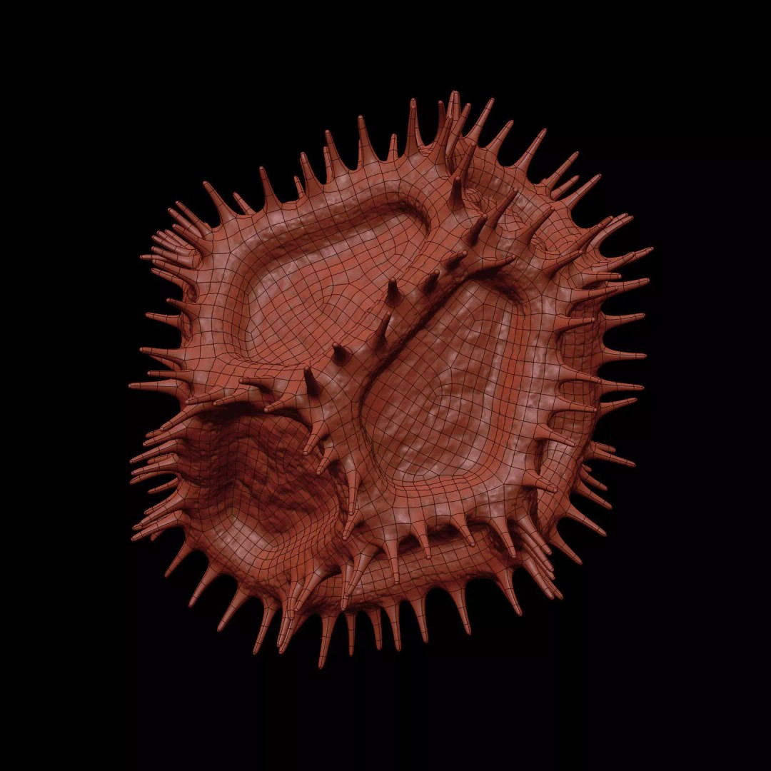 Chicory Pollen 3D Model – SEM-Style Scientific Visualization, PBR Textures - View 25