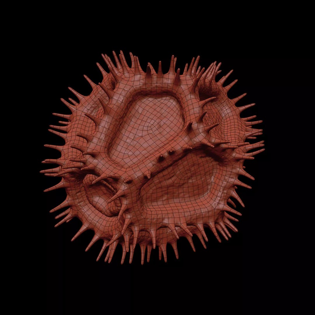 Chicory Pollen 3D Model – SEM-Style Scientific Visualization, PBR Textures - View 26