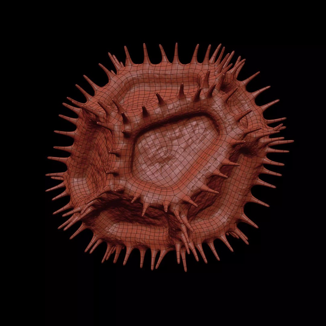 Chicory Pollen 3D Model – SEM-Style Scientific Visualization, PBR Textures - View 27