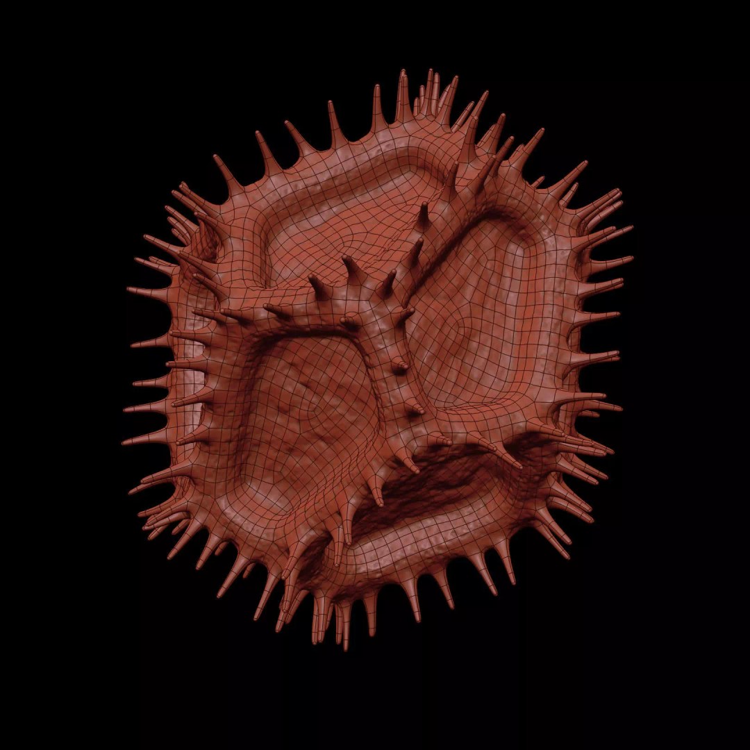 Chicory Pollen 3D Model – SEM-Style Scientific Visualization, PBR Textures - View 28