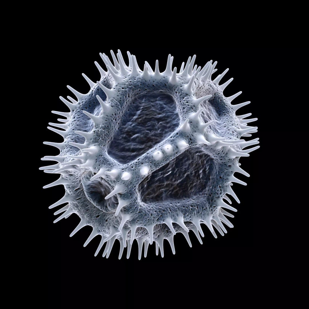 Chicory Pollen 3D Model – SEM-Style Scientific Visualization, PBR Textures - View 3