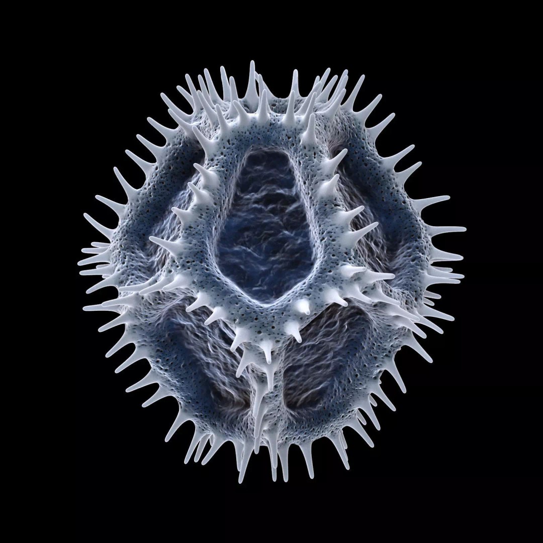 Chicory Pollen 3D Model – SEM-Style Scientific Visualization, PBR Textures - View 4