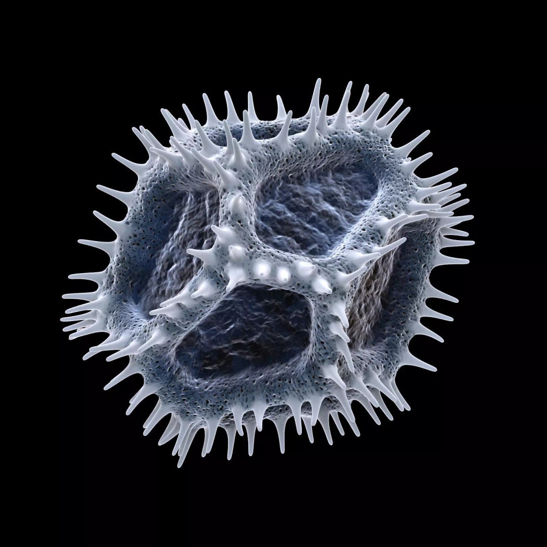 Chicory Pollen 3D Model – SEM-Style Scientific Visualization, PBR Textures - View 5
