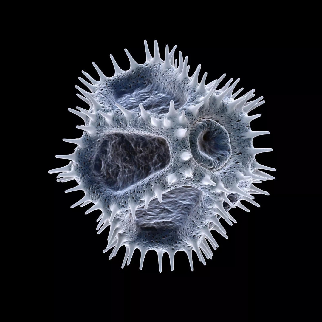 Chicory Pollen 3D Model – SEM-Style Scientific Visualization, PBR Textures - View 6