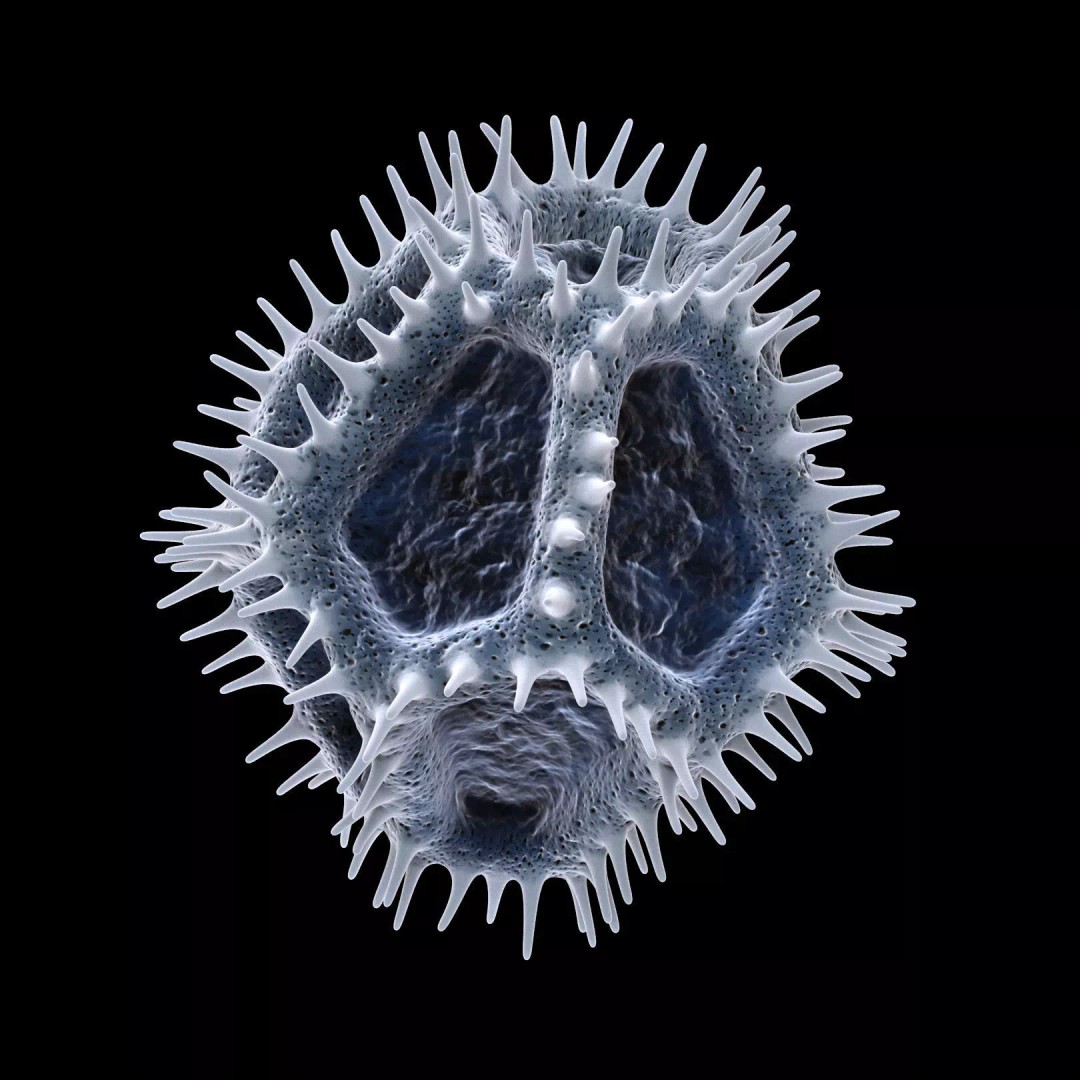Chicory Pollen 3D Model – SEM-Style Scientific Visualization, PBR Textures - View 7