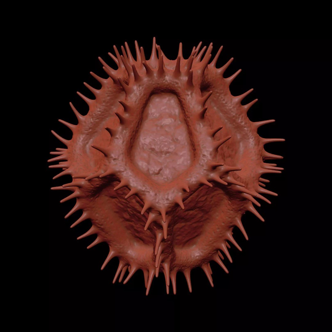 Chicory Pollen 3D Model – SEM-Style Scientific Visualization, PBR Textures - View 8