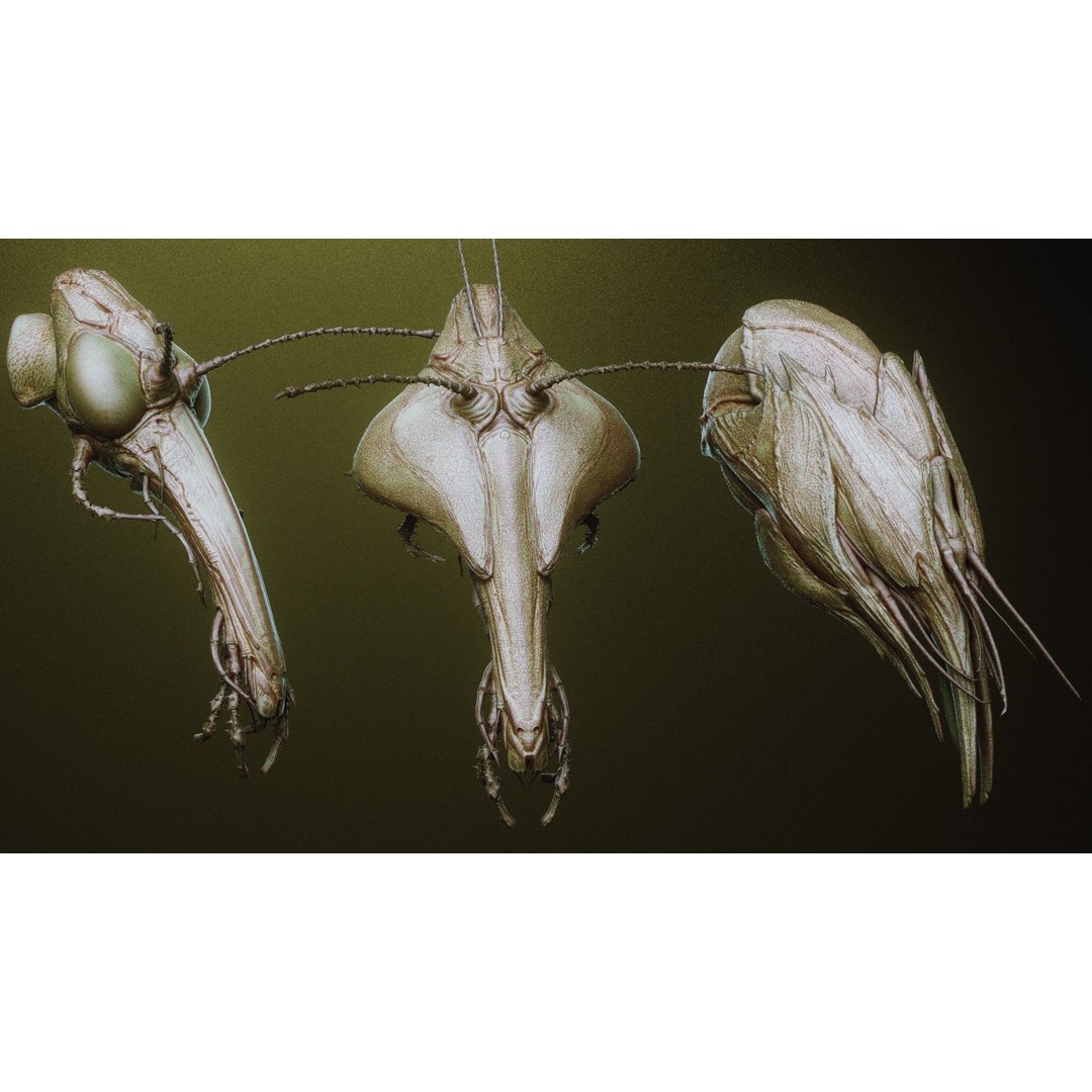 iNSEKt 3D Model – High Poly Creature Parts Kitbash for Zbrush - View 36