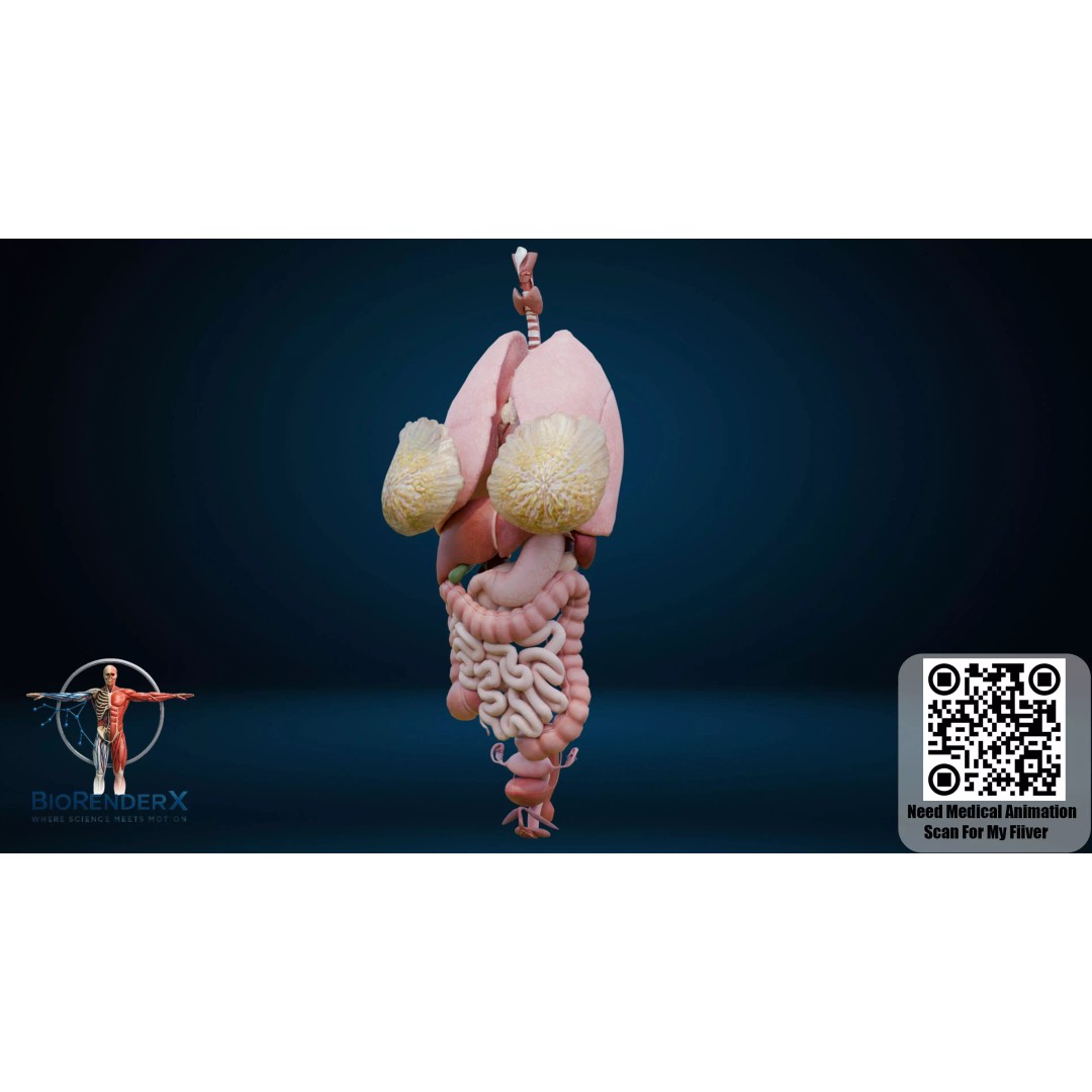 Complete Human Anatomy 3D Model – Low Poly Female Body Systems for Education - View 10