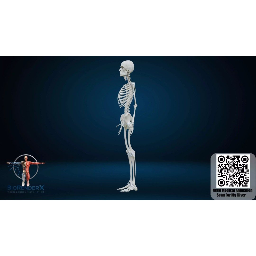 Complete Human Anatomy 3D Model – Low Poly Female Body Systems for Education - View 11