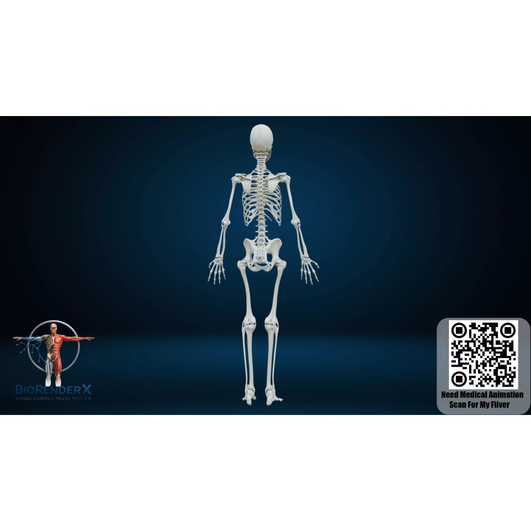 Complete Human Anatomy 3D Model – Low Poly Female Body Systems for Education - View 12