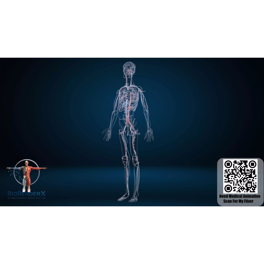 Complete Human Anatomy 3D Model – Low Poly Female Body Systems for Education - View 13