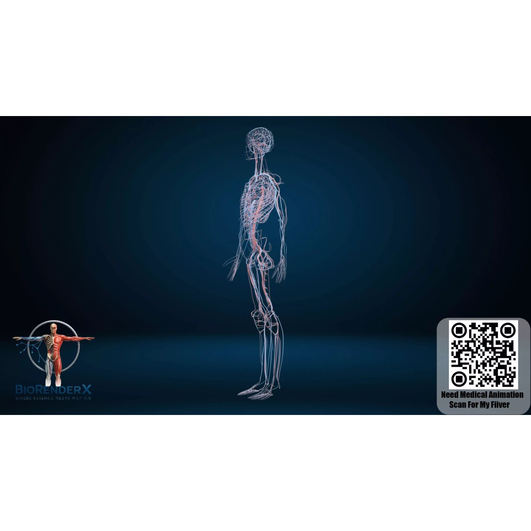 Complete Human Anatomy 3D Model – Low Poly Female Body Systems for Education - View 14